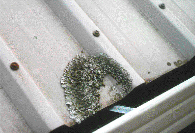 Lichen growth on a steel roof