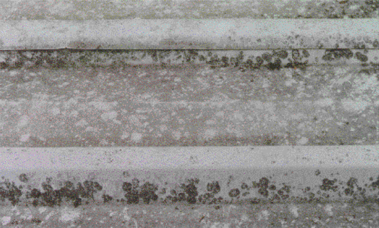 Fungus growth on a steel roof